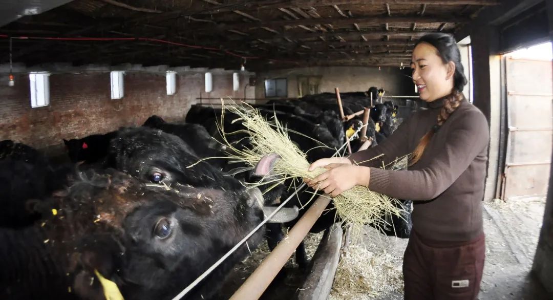 大庆牛冲天,大庆牛气冲天