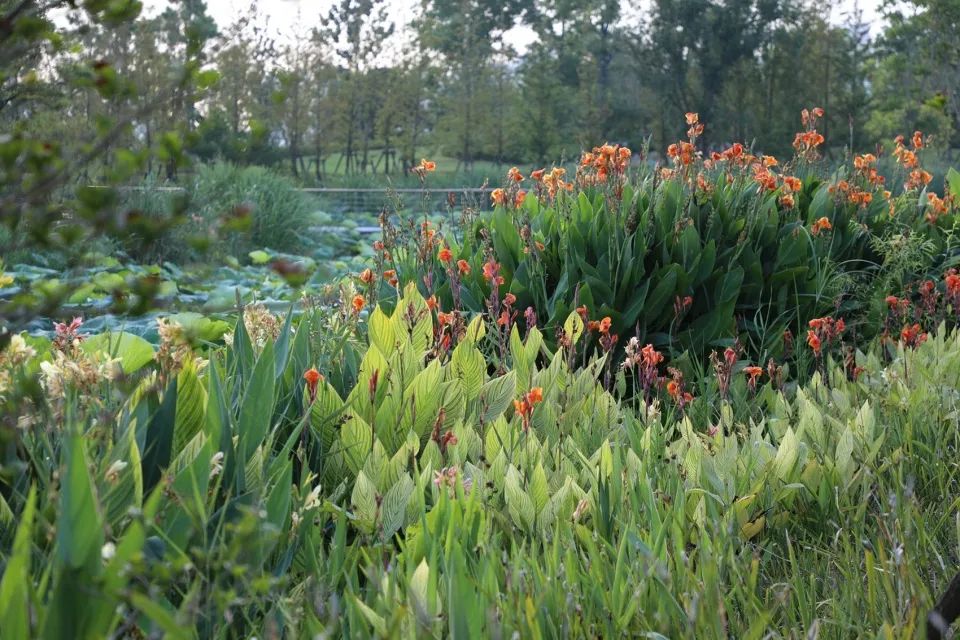 缓解城市热岛效应的措施,缓解城市热岛效应的有效建议