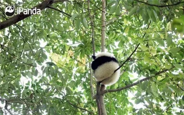 日本“性感小屁屁大赛”，300万网友围观点赞：屁屁虽好，不要贪摸哦