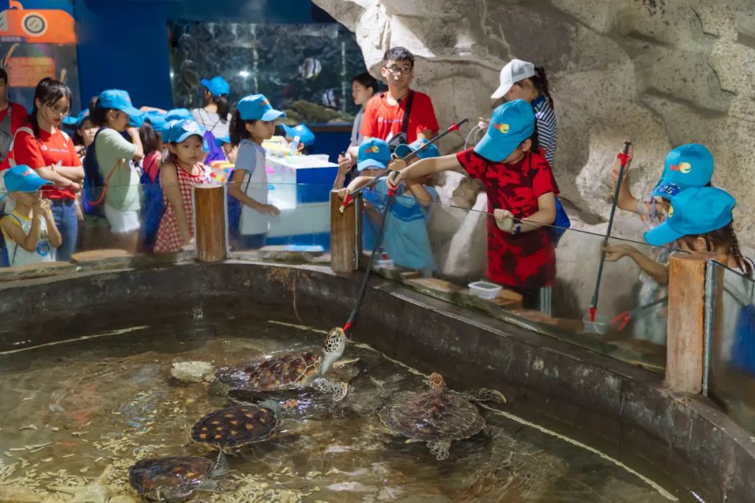 对海龟有哪些发现或了解,救海龟海龟会流泪吗