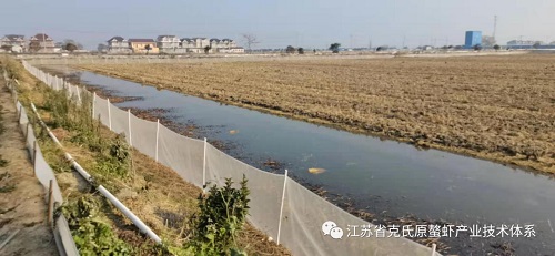 小龙虾冬季大棚暂养,小龙虾冬季养殖技术