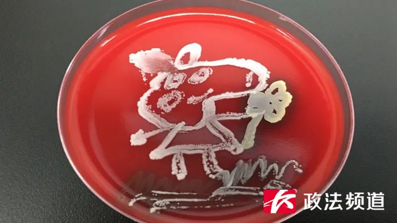 脑洞大开！用细菌作画你见过吗？长沙90后医生做到了