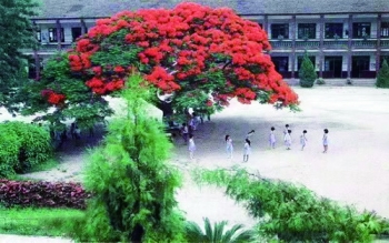 厦门的凤凰木,厦门凤凰木树