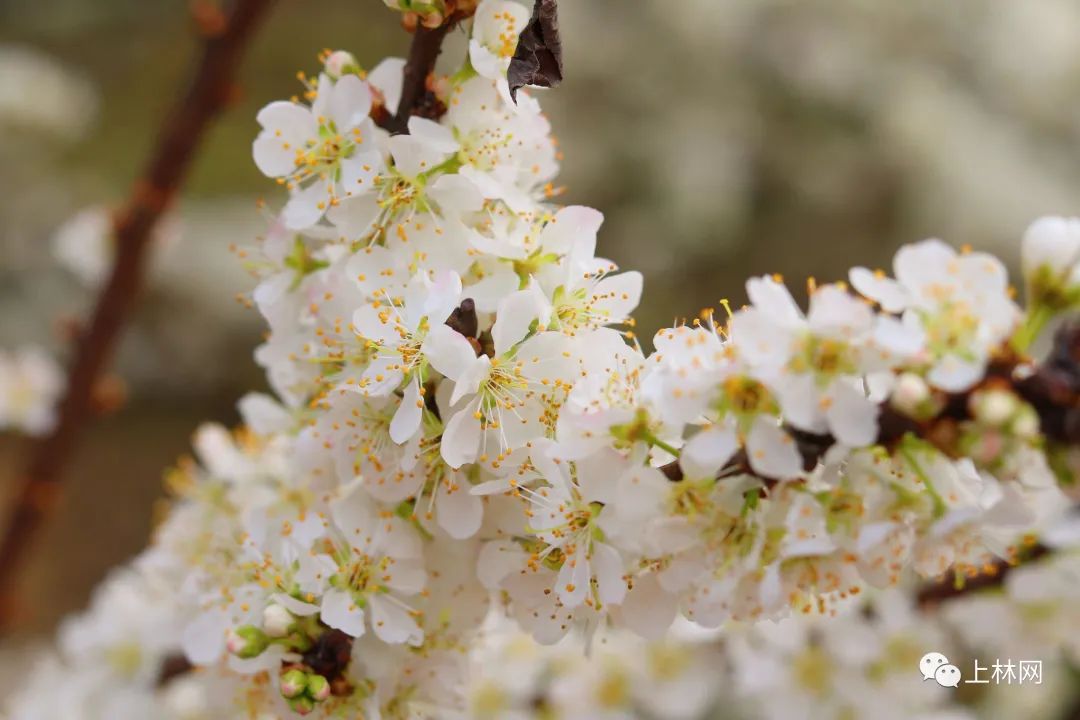 南宁赏花2022,赏花攻略南宁