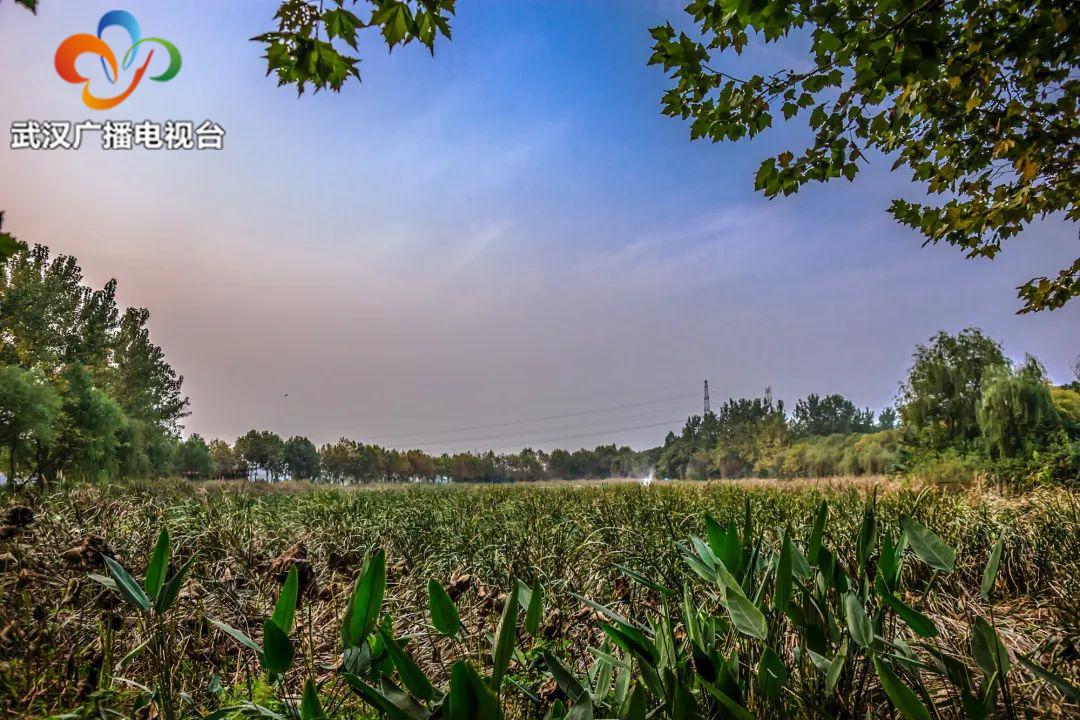武汉百湖之城全景,武汉第一湿地公园