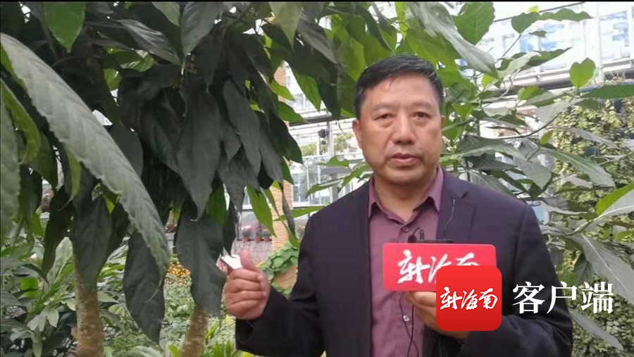 海南稀有物种有哪些,海南濒危植物