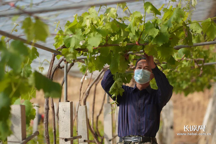 河北怀来草莓种植大棚,河北易县草莓种植基地