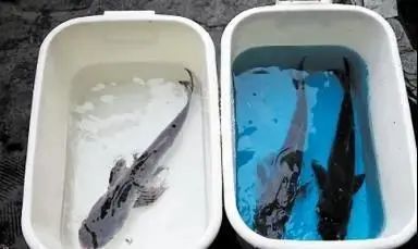 今天直降600！用TA处理食材，再也不怕农残、瘦肉精、添加剂了→