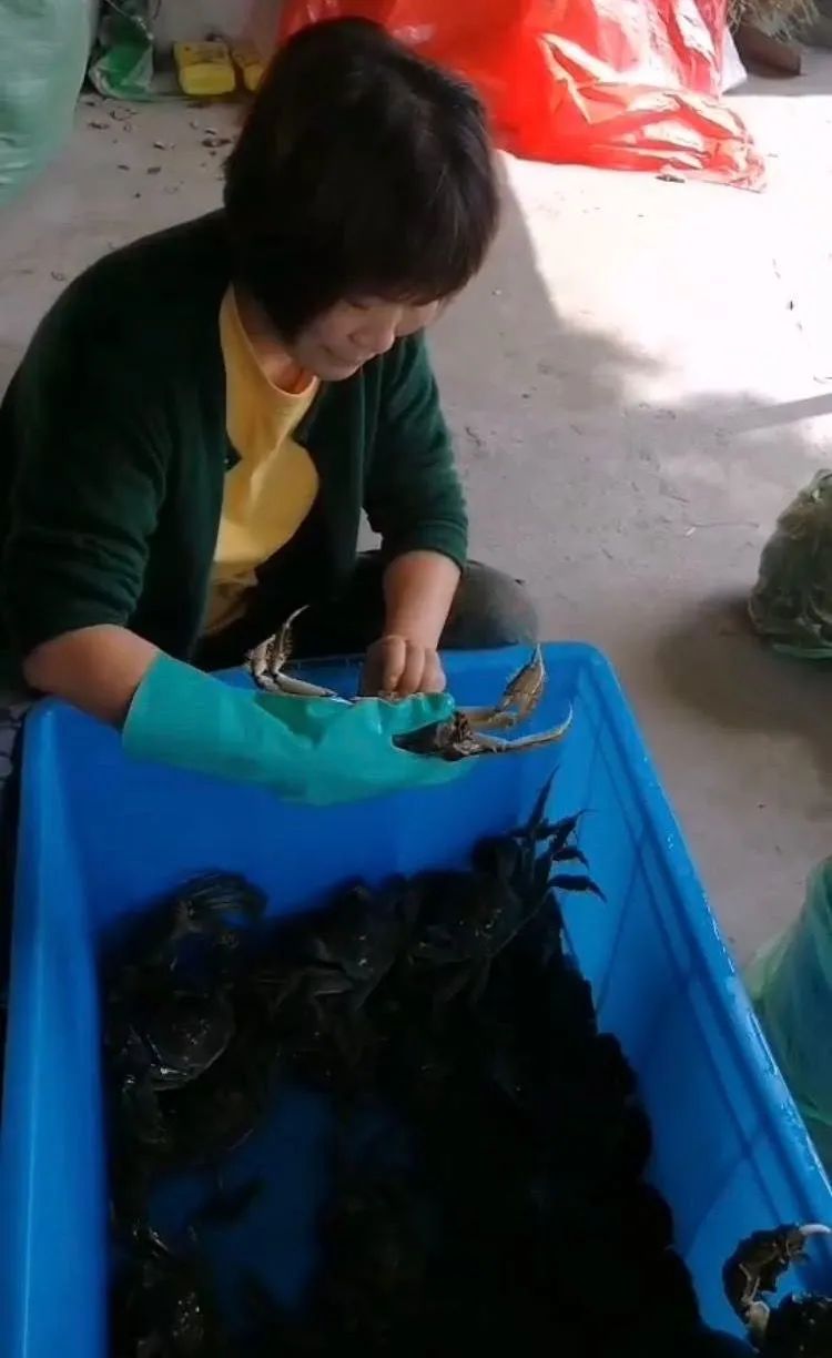 蟹贩的利润,蟹贩子利润