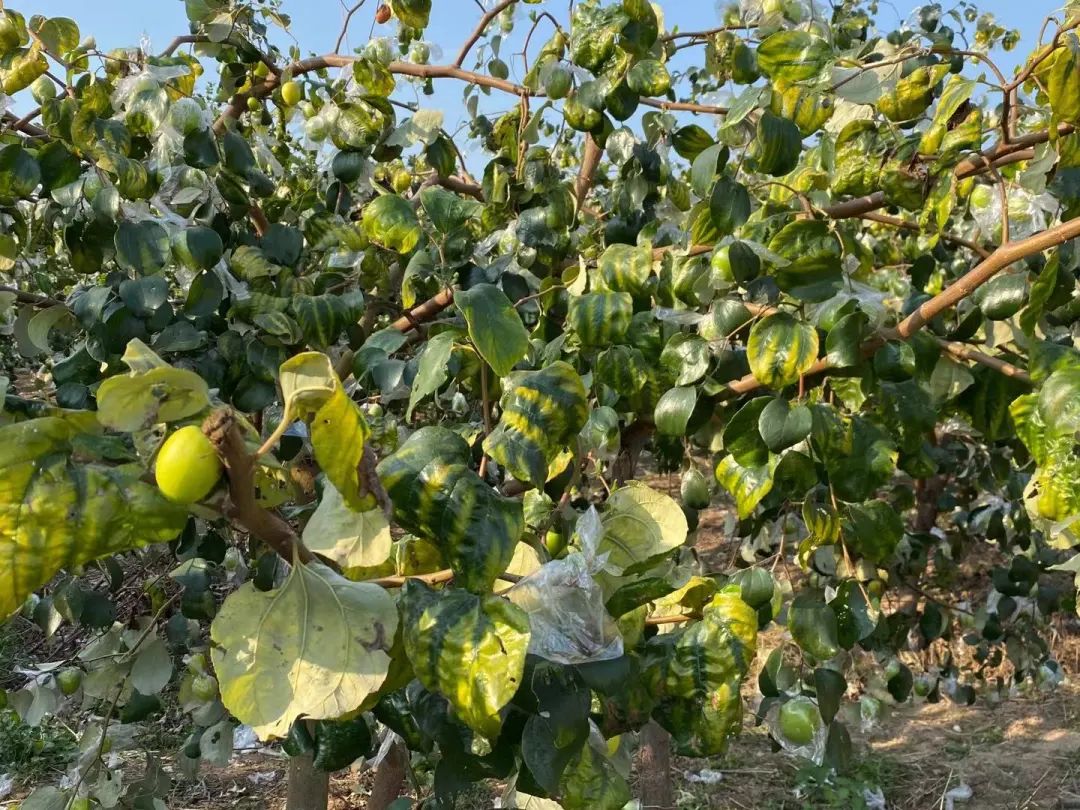 防城旅游攻略景点大全,防城港周围旅游景点古村