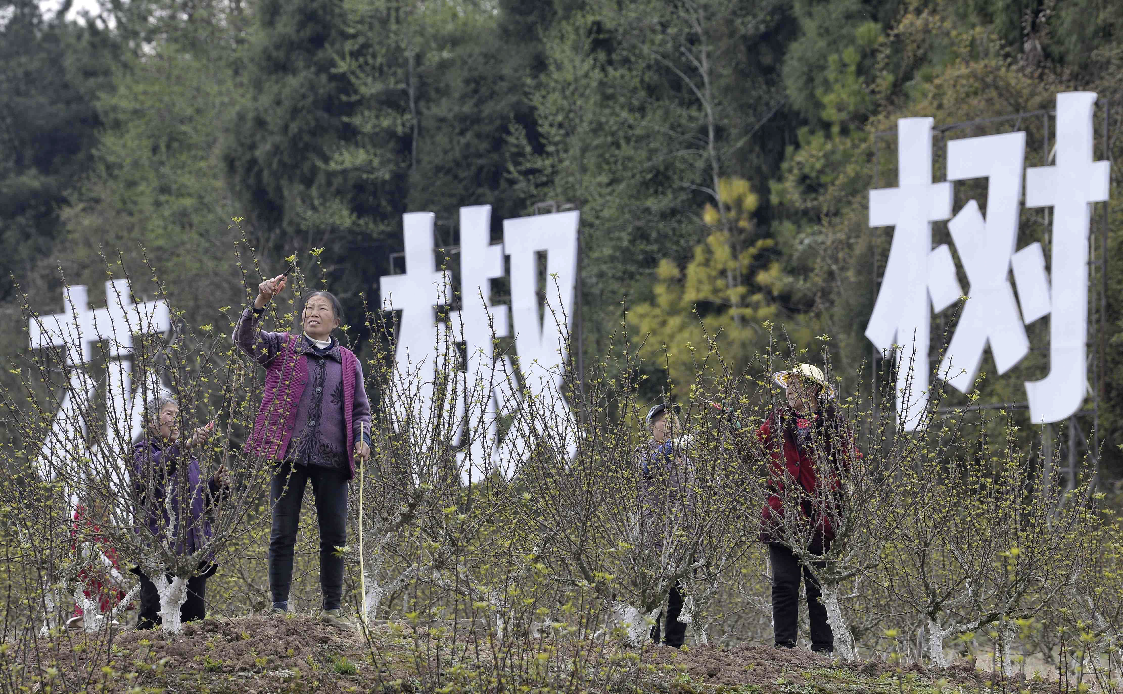 支持发展青花椒产业,平昌青花椒交易成全国新中心