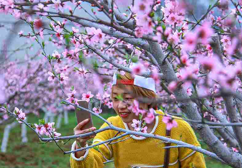 “桃”你欢心！秀山清溪邀你赏桃花、吃社饭