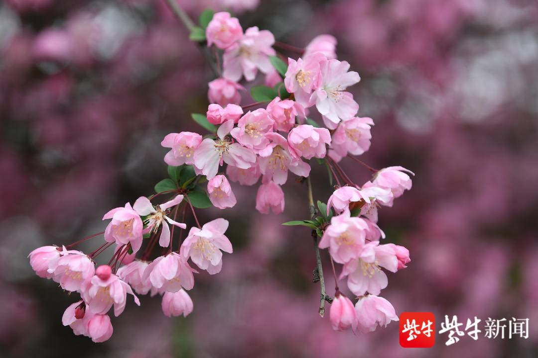 樱花赏花景点,春天去哪里看樱花好玩