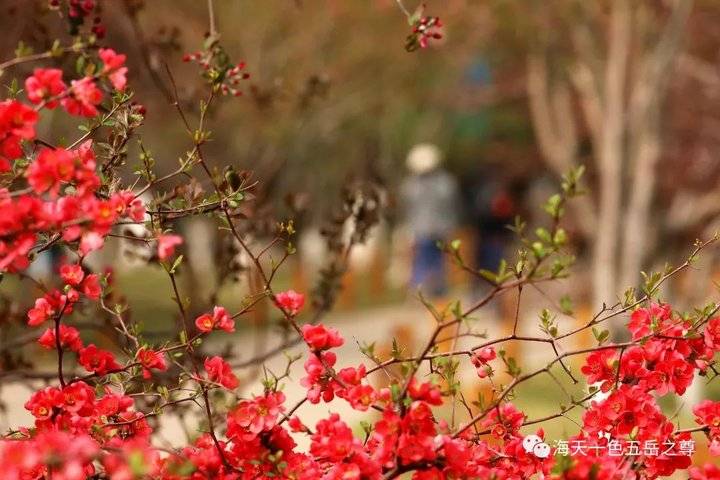 清明时节万物清新,清明万物新