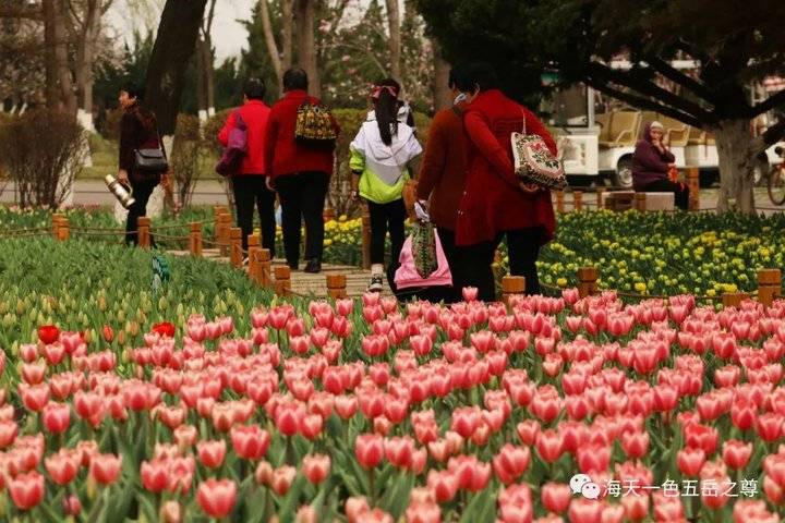 清明时节万物清新,清明万物新