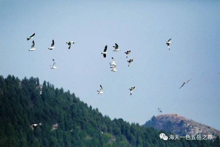 清明时节万物清新,清明万物新
