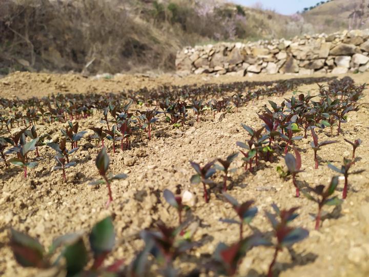 苹果种子的故事教案,苹果种子的故事大全