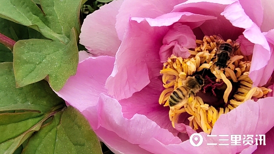 蜜蜂花间采蜜技巧,蜜蜂什么时候能采蜜呀图片