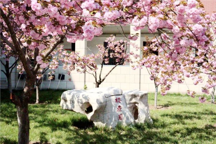 淄博五月樱花,淄博人山人海的樱花节