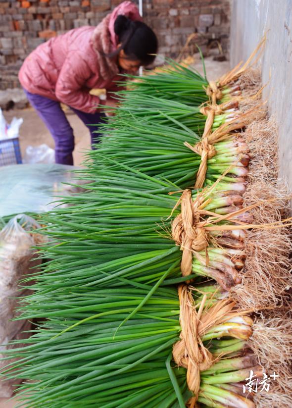 农业“四小龙”兴旺，连州星子乡村振兴底气足