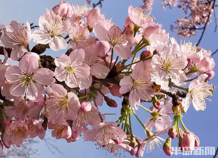 青岛樱花品种大全,青岛绿色樱花品种