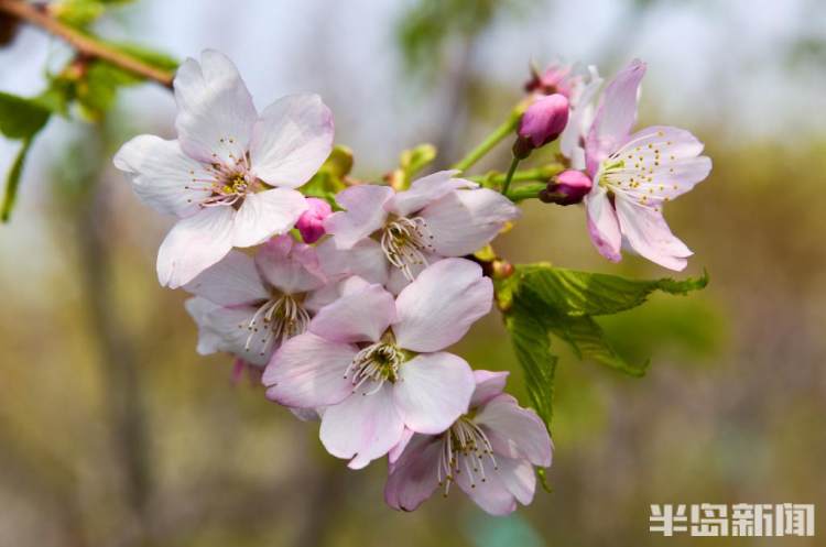 青岛樱花品种大全,青岛绿色樱花品种