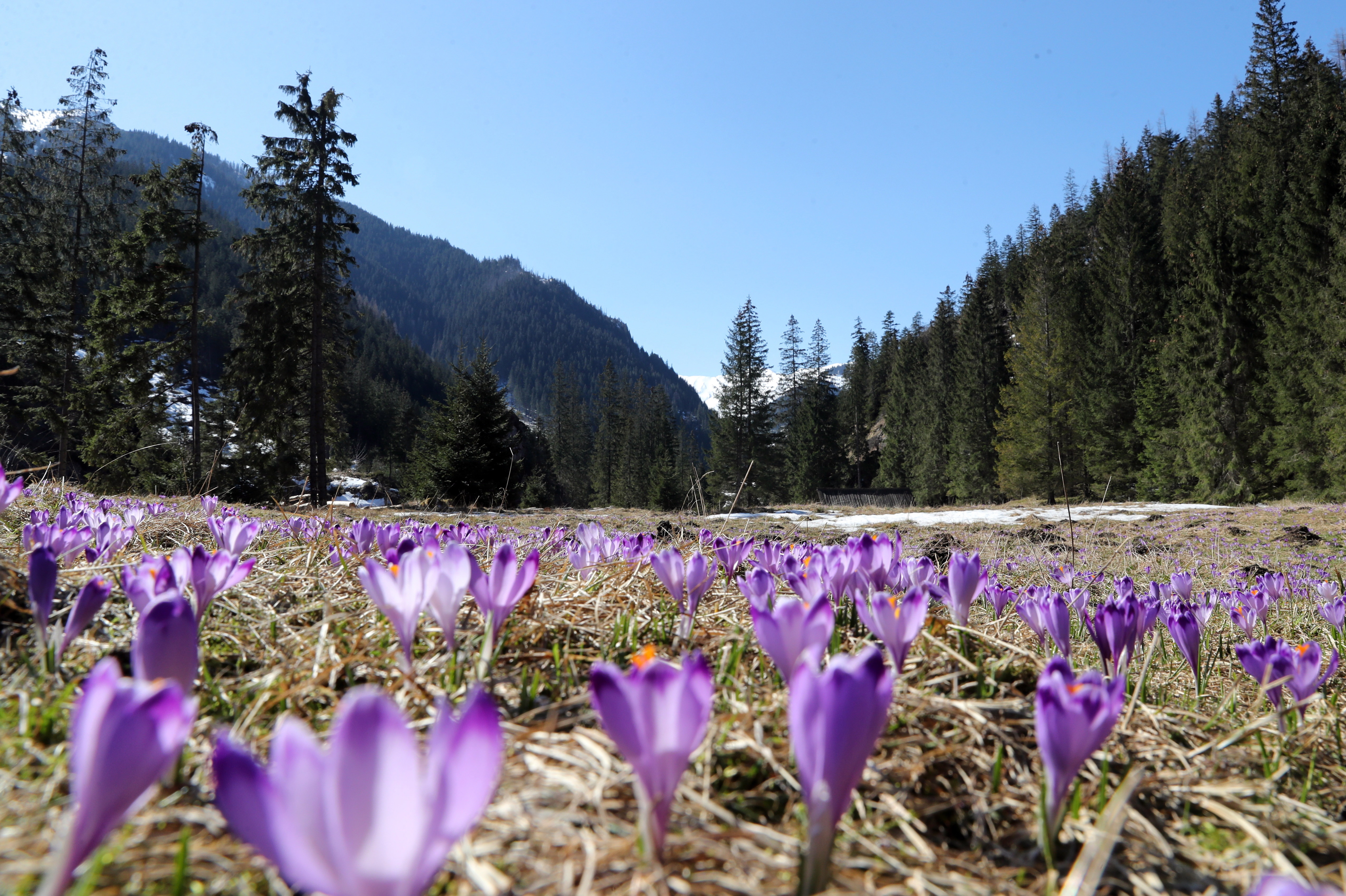 番红花开花后怎么处理,番红花开花期