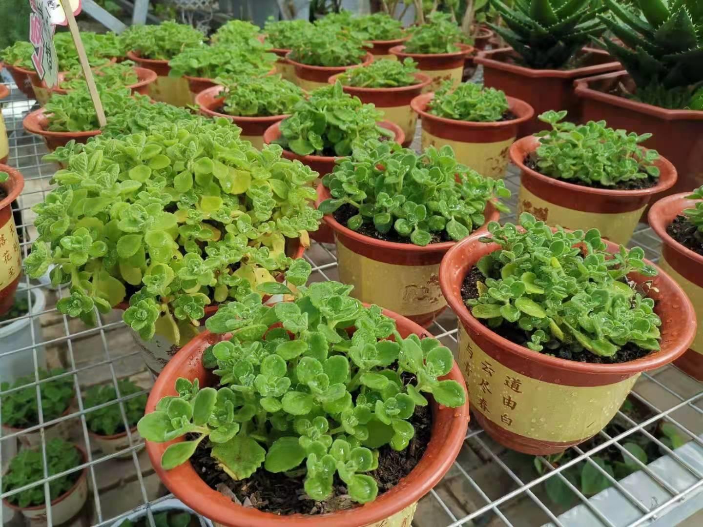 咸阳存留的古镇,咸阳人间仙境