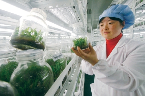 科技让中药传承迎来新机遇,仿野生铁皮石斛栽培技术