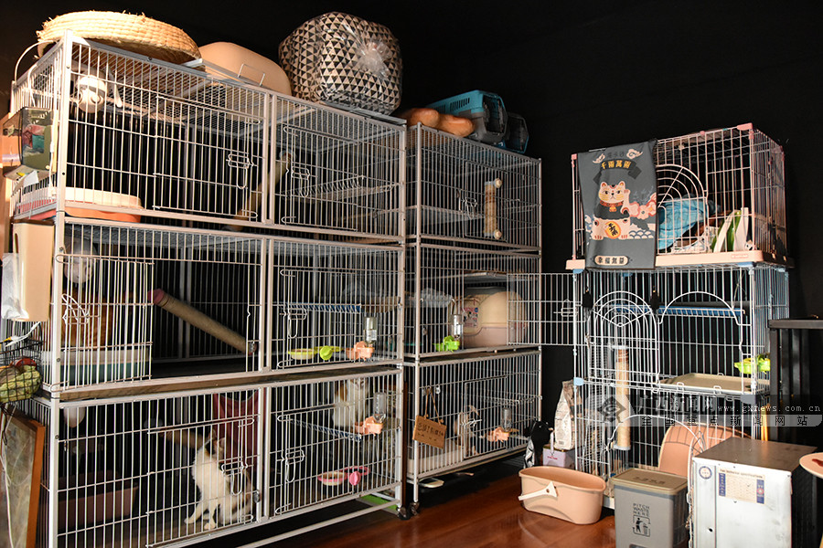 外出宠物在家怎么办,南宁宠物寄养多少一天