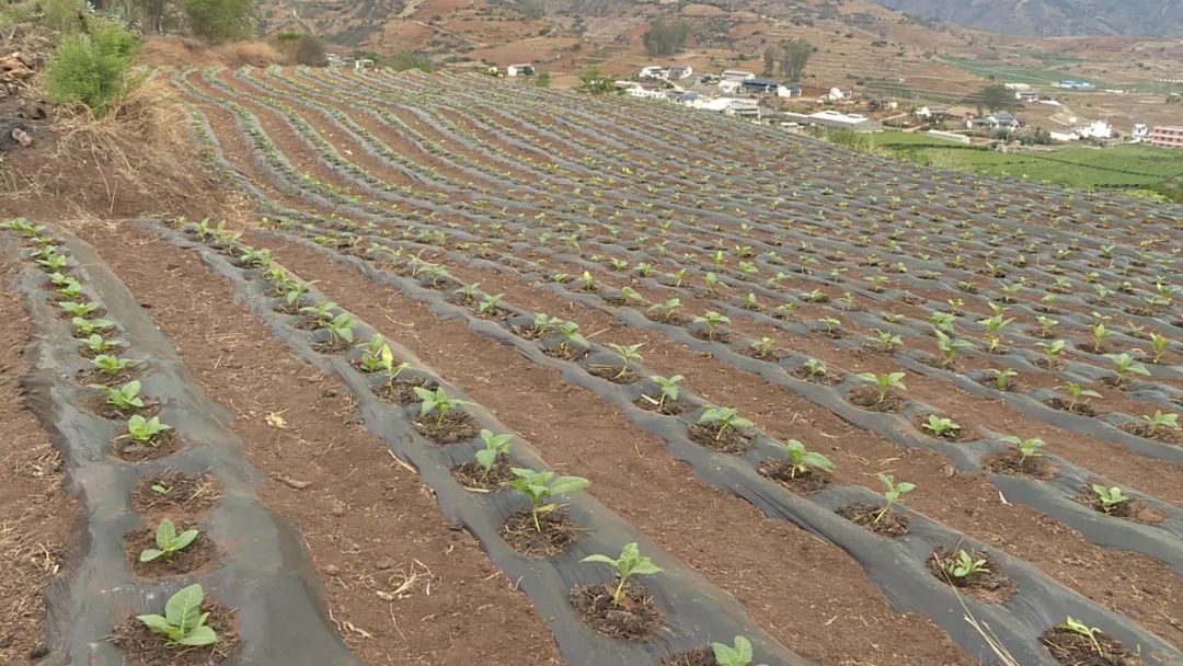 山乡巨变展新颜,山乡巨变