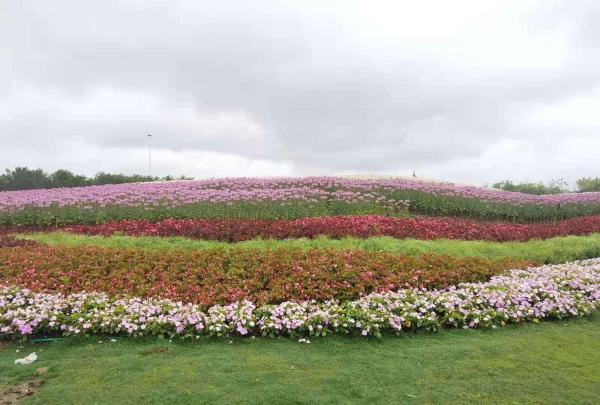 五一游花博会攻略,花展怎么玩