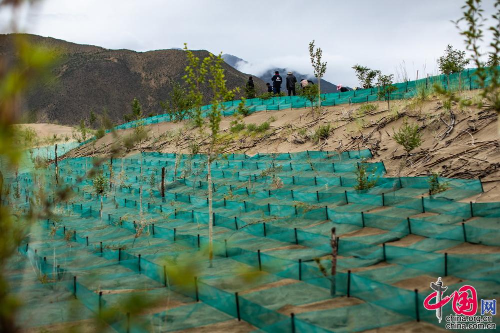 山南市沙化情况,山南市教育城东侧防沙治沙项目