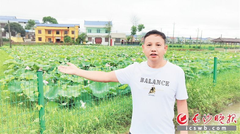 赏荷花美照,赏荷塘视频