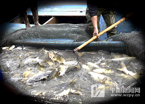 渔趣网二手钓竿,渔趣2.5