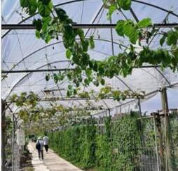 陈小坚广州,陈小坚的电影