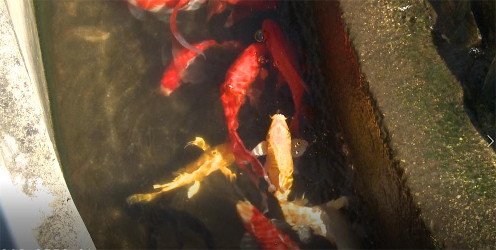 四川省生态环境保护整改清单,四川生态环保最新消息