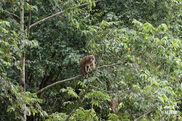 龙陵小黑山黑熊,熊猴现身保山龙陵