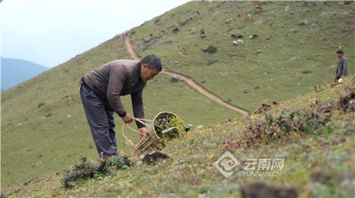 「云视角」在海拔3000米种一棵树有多难？云龙：修复生态廊道促进滇金丝猴群基因交流