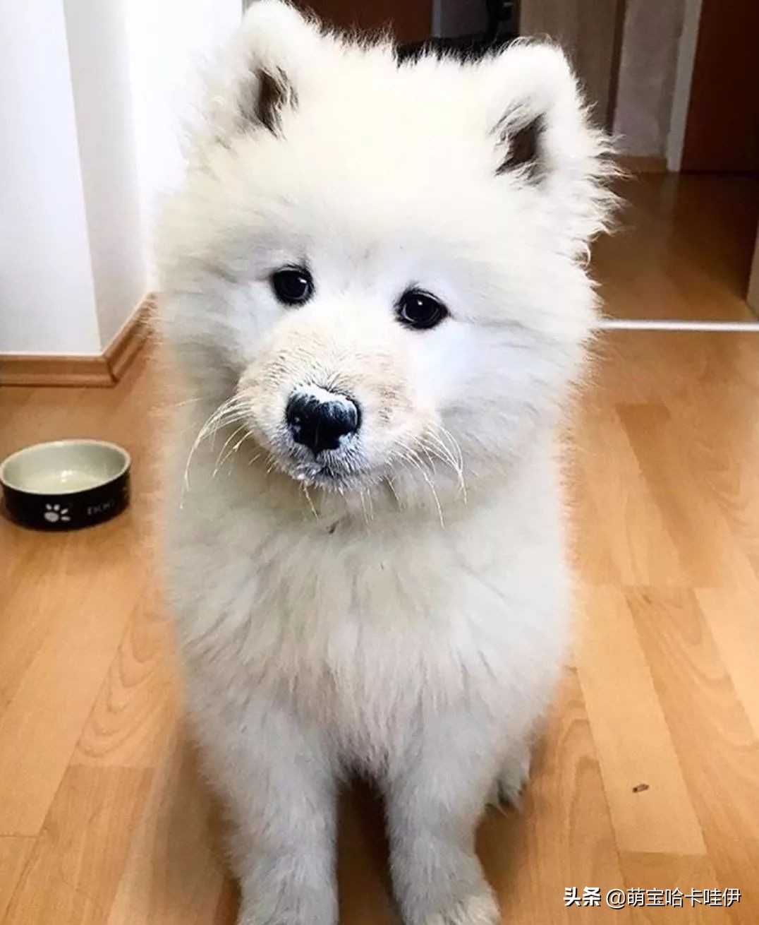 刚买回来的萨摩怎么养,养萨摩的10大禁忌