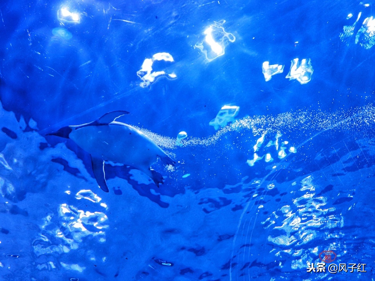 上海新地标丨海昌海洋公园一日游园玩法攻略