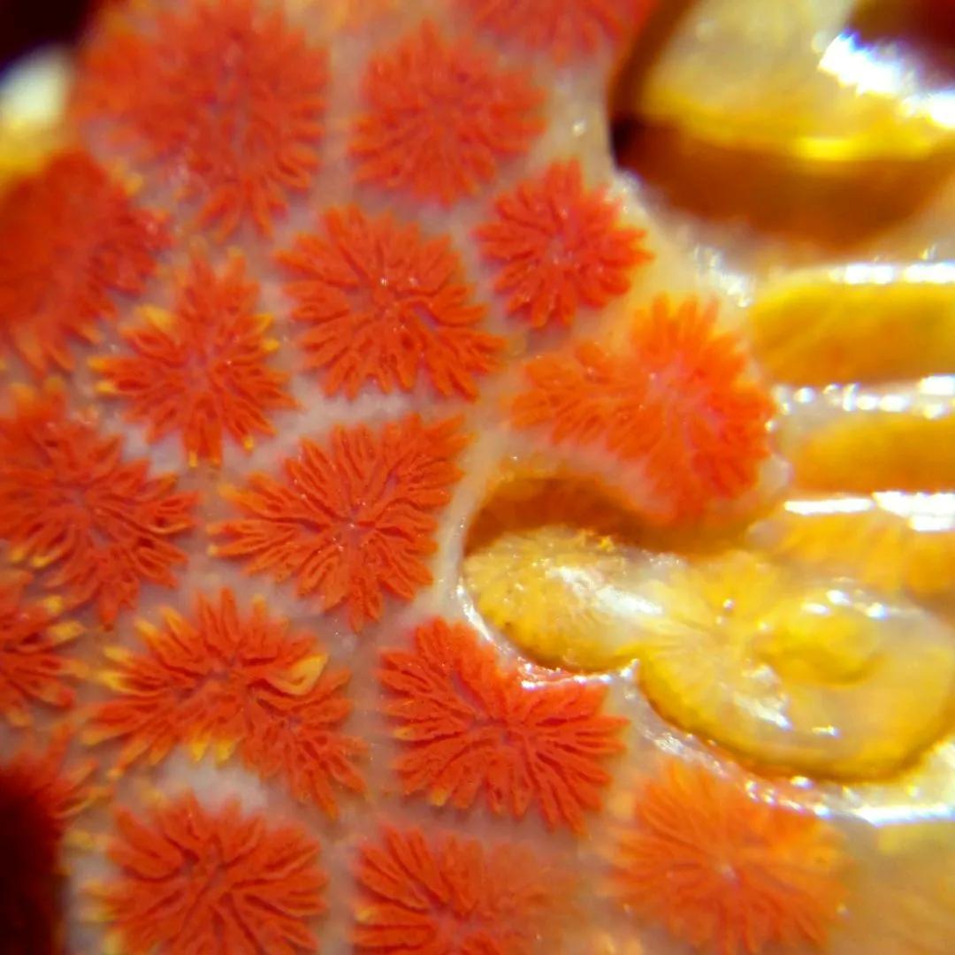 珊瑚玉有什么用,珊瑚玉怎么选