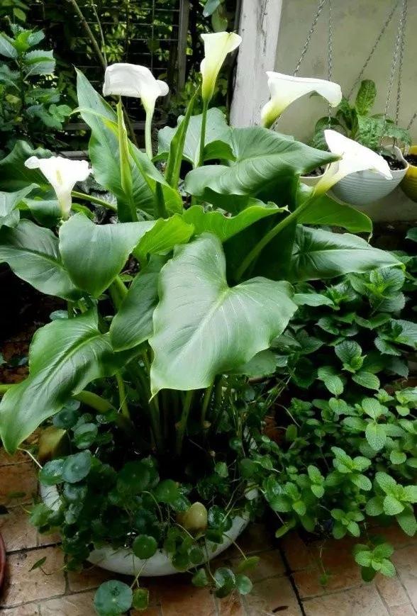 5种花不怕旱就怕涝,三种最怕缺水的花