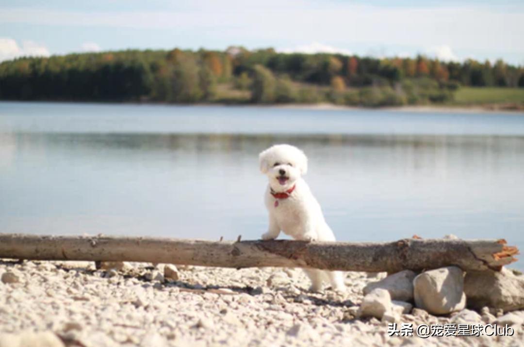 狗狗快乐的步伐,让狗狗开心的方法