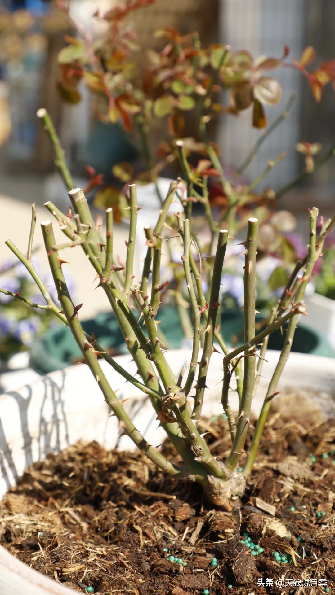 月季的正确抹芽方法,月季抹芽的正确方法