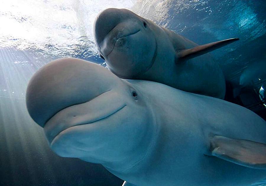 蓝鲸是哺乳动物吗怎么哺乳,鲸哺乳方式