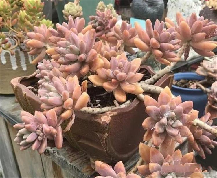 多肉老桩是美，但你买的也许是“假”老桩