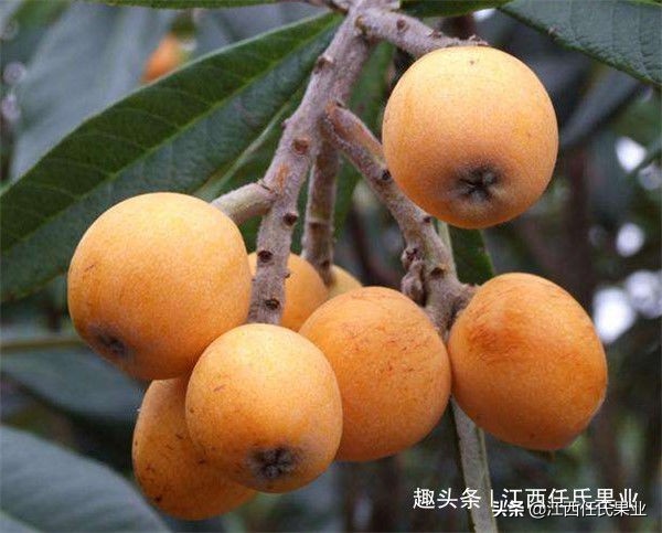 枇杷树黄叶买什么肥,枇杷树黄叶掉落怎么治