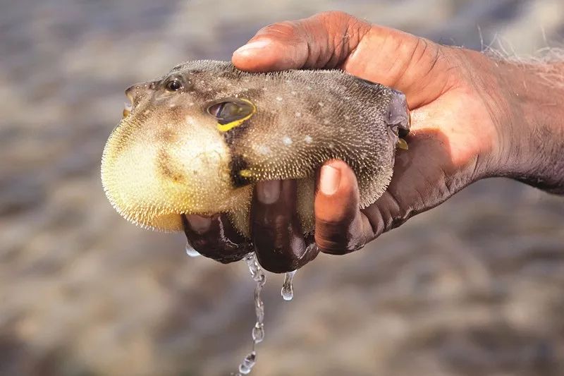把春菜装成一桌宴席