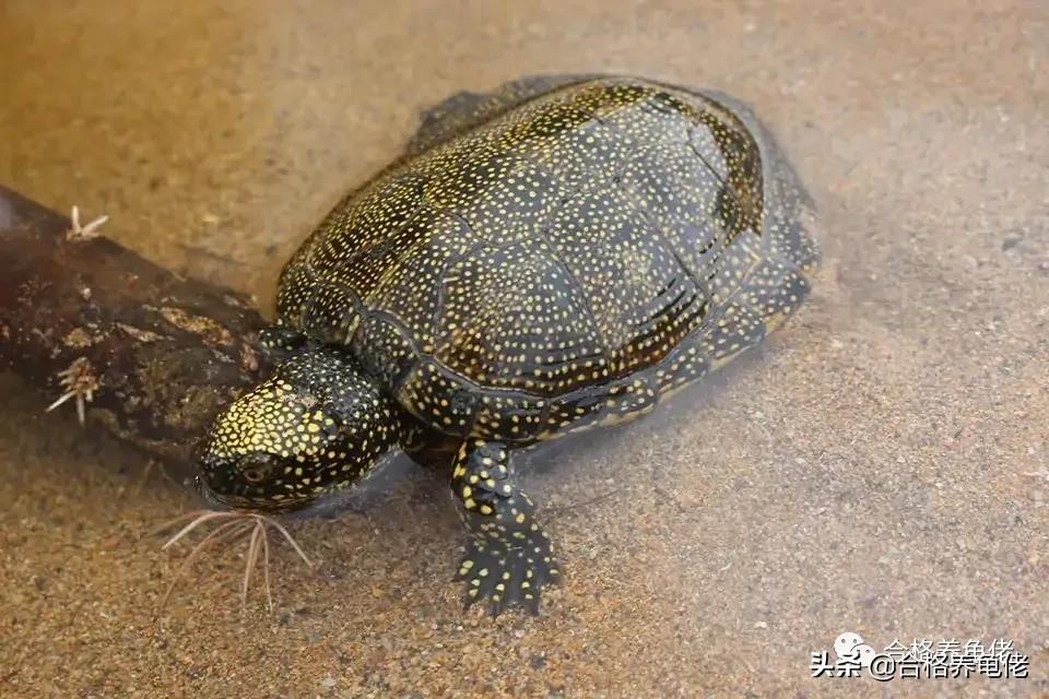 哪种龟看着凶不咬人,新手适合哪种互动性好的龟